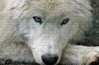 loup blanc - бесплатно png