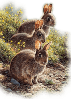 Rena Kaninchen Tiere Animals - bezmaksas png