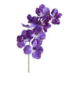 Цветок, акварель - 免费PNG