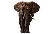 Elefant - ingyenes png