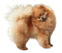 Pomeranian - zdarma png