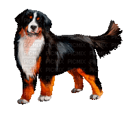 dog schlappi50 - 無料のアニメーション GIF