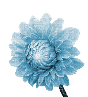 Y.A.M._Flower - Δωρεάν κινούμενο GIF