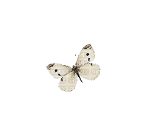 Papillon,nice butterfly