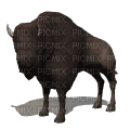 Bison - Безплатен анимиран GIF
