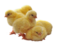 pollo - δωρεάν png