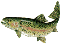 poisson truite - Gratis animerad GIF