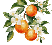 Orange - Bogusia - PNG gratuit