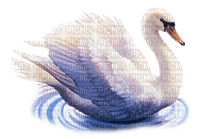 cisne - PNG gratuit