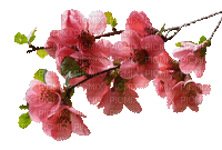 patymirabelle fleurs - Darmowy animowany GIF