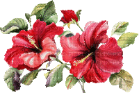 Blume - Bezmaksas animēts GIF