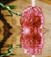 fleur eau rose image œillet - Kostenlose animierte GIFs