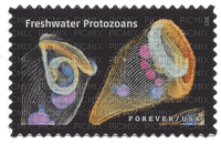 freshwater protozoans - PNG gratuit