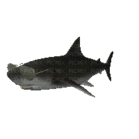 cool shark - GIF animasi gratis