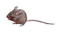 Kaz_Creations Animated Rat Mouse - Бесплатни анимирани ГИФ