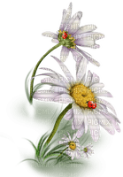 loly33 fleur marguerite - PNG gratuit