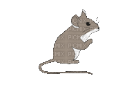 Mouse Mice - GIF animé gratuit