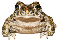 sammakko, frog - 免费PNG