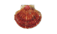 coquillage - ingyenes png