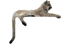 mountain lion bp - Безплатен анимиран GIF