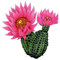 cactus with pink flowers sunshine3 - безплатен png