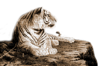 Y.A.M._Animals tiger sepia - ücretsiz png