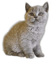 Poes 🙀 - 免费PNG
