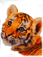 baby tiger head - zdarma png