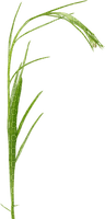 kikkapink deco spring grass green - ilmainen png