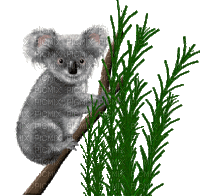 Australia animals koala bp - Бесплатни анимирани ГИФ