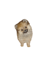 Pomeranian - фрее пнг