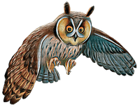 Kaz_Creations Owls Owl - besplatni png
