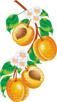 apricots Bb2 - PNG gratuit