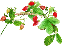 soave deco branch animated strawberry fruit red - GIF animasi gratis