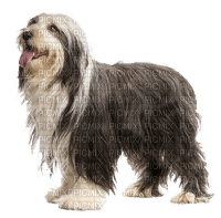 bearded collie 3 - gratis png
