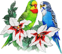 soave deco summer bird tropical parrot flowers - ingyenes png