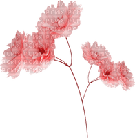 blume flowers - zadarmo png