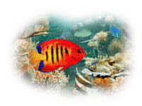 tube animaux aquarium - 無料png
