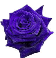 Purple Rose - PNG gratuit