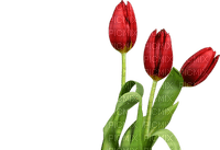 tulipan - 無料png