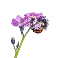 Fleurs et coccinelle - png grátis
