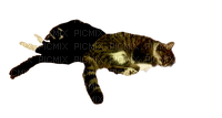 animalss cats nancysaey - бесплатно png