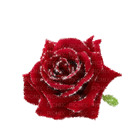 fleur scintillante rouge - Бесплатный анимированный гифка