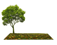 Land plot with tree - gratis png