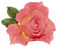 Pink rose - nemokama png