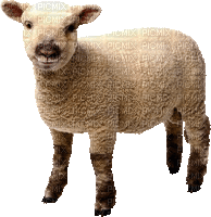 easter ostern Pâques paques spring printemps frühling primavera весна wiosna   deco tube   animal sheep schaf mouton