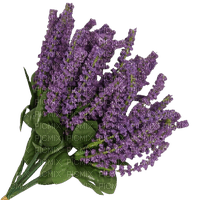 Veronica flowers - png gratis