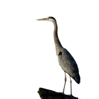heron - Free PNG