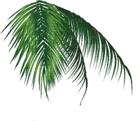 Palm leaves.Tropical.Victoriabea - PNG gratuit