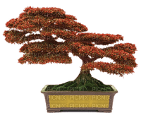trees bonsai bp - nemokama png